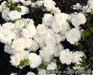 White Saphir