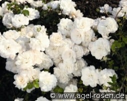 White Saphir kaufen, click for more details White Saphir