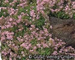 Schleierkraut im topf Schleierkraut im topf