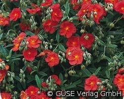 Sonnenröschen kaufen, click for more details Sonnenröschen