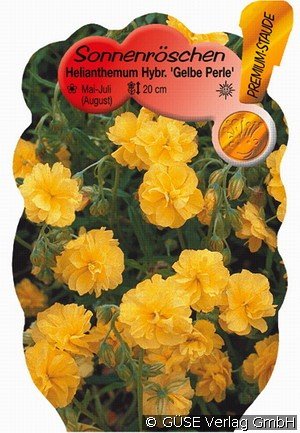Sonnenröschen