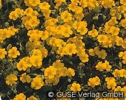 Sonnenröschen kaufen, click for more details Sonnenröschen