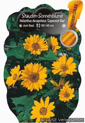 Einfache Sonnenblume