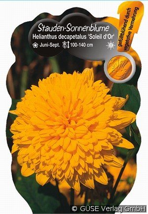 Staudensonnenblume