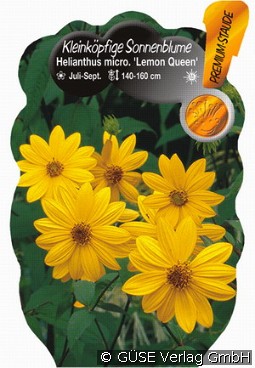 Kleinköpfige Sonnenblume