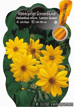 Kleinköpfige Sonnenblume