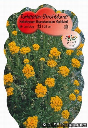 Strohblume