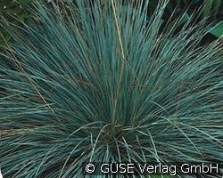 Blaustrahlhafer kaufen, click for more details Blaustrahlhafer