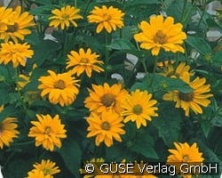 Sonnenauge kaufen, click for more details Sonnenauge