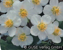 Christrose kaufen, click for more details Christrose