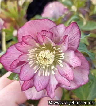 Christrose 'Double Ellen Picotee'