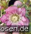 Christrose 'Double Ellen Picotee' kaufen
