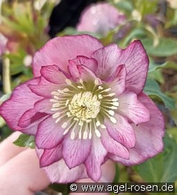 Christrose 'Double Ellen Picotee' kaufen, click for more details Christrose 'Double Ellen Picotee'