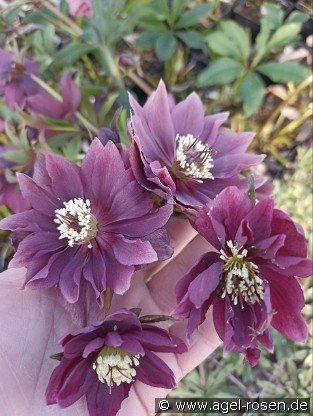 Christrose 'Double Ellen Purple'