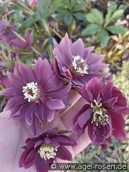 Christrose 'Double Ellen Purple' kaufen, click for more details Christrose 'Double Ellen Purple'