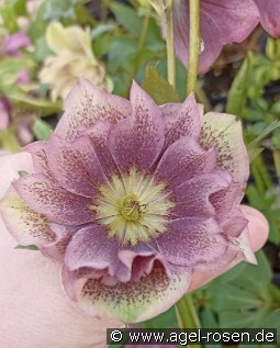 Christrose 'Double Ellen Spotted'