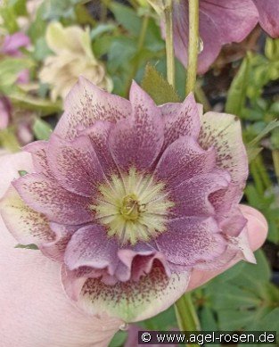 Christrose 'Double Ellen Spotted'