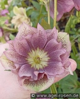 Christrose 'Double Ellen Spotted' kaufen, click for more details Christrose 'Double Ellen Spotted'