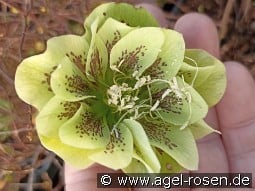 Christrose 'Double Ellen Yellow Spotted' kaufen, clicken für mehr Details Christrose 'Double Ellen Yellow Spotted'