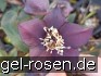 Buy Christrose  'Pretty Ellen Purple'
