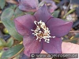 Christrose 'Pretty Ellen Purple' kaufen, clicken für mehr Details Christrose 'Pretty Ellen Purple'