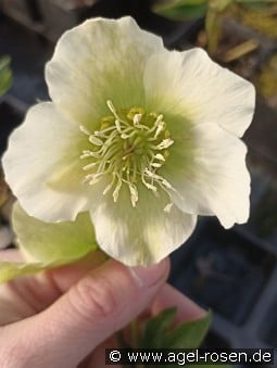 Christrose 'Pretty Ellen White' kaufen, click for more details Christrose 'Pretty Ellen White'