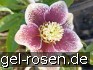 Christrose 'Pretty Ellen white Spotted' kaufen