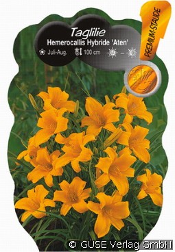 Taglilie kaufen, click for more details Taglilie