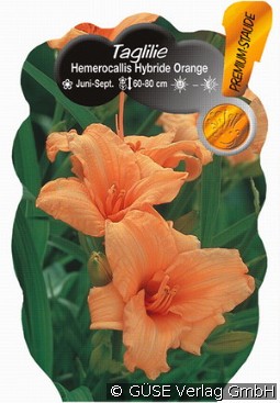 Taglilie kaufen, click for more details Taglilie