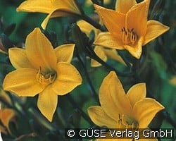 Taglilie kaufen, click for more details Taglilie