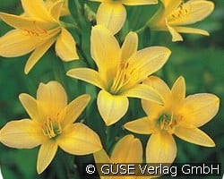 Taglilie kaufen, click for more details Taglilie