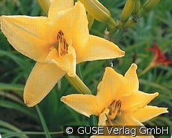 Taglilie kaufen, click for more details Taglilie