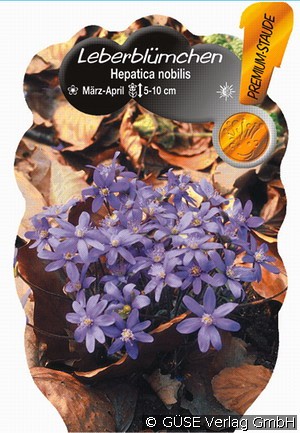 Leberblümchen kaufen (blau) Hepatica nobilis