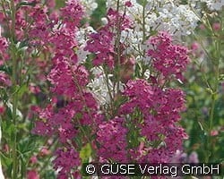 Nachtviole kaufen, clicken für mehr Details Nachtviole