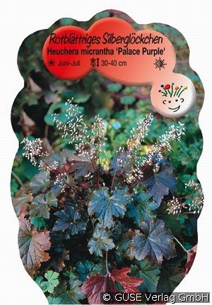 Purpurglöckchen