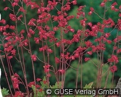 Purpurglöckchen kaufen, click for more details Purpurglöckchen