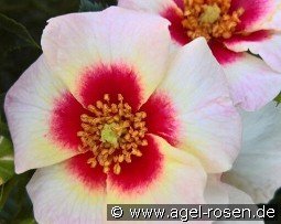 Aria Babylon Eyes kaufen, click for more details Aria Babylon Eyes