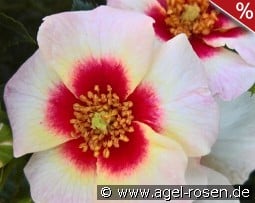 Aria Babylon Eyes kaufen, click for more details Aria Babylon Eyes
