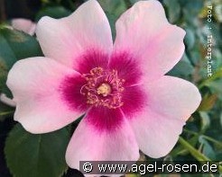 Bravo Babylon Eyes kaufen, click for more details Bravo Babylon Eyes