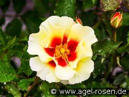 Cream Babylon Eyes kaufen, click for more details Cream Babylon Eyes