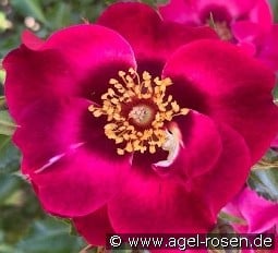 Devil Babylon Eyes kaufen, click for more details Devil Babylon Eyes