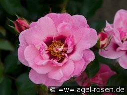 Esther Queen of Persia kaufen, click for more details Esther Queen of Persia