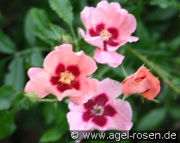 Euphrates kaufen, click for more details Euphrates