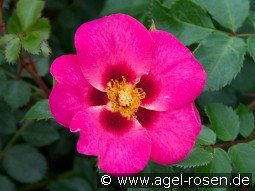 Eye to Eye kaufen, click for more details Eye to Eye