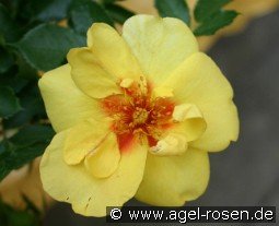 Eyeconic kaufen, click for more details Eyeconic