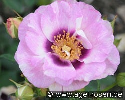 Eyes for You syn. Blue Eyes ® kaufen, click for more details Eyes for You syn. Blue Eyes ®