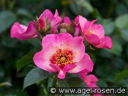 Eyes on Me kaufen, click for more details Eyes on Me