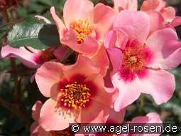 For Your Eyes Only kaufen, click for more details For Your Eyes Only