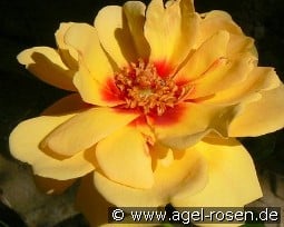 Maja Babylon Eyes kaufen, clicken für mehr Details Maja Babylon Eyes