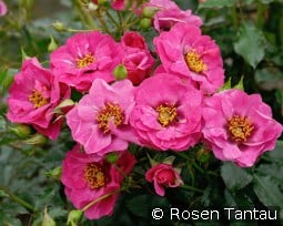 Orienta Djamila kaufen, clicken für mehr Details Orienta Djamila